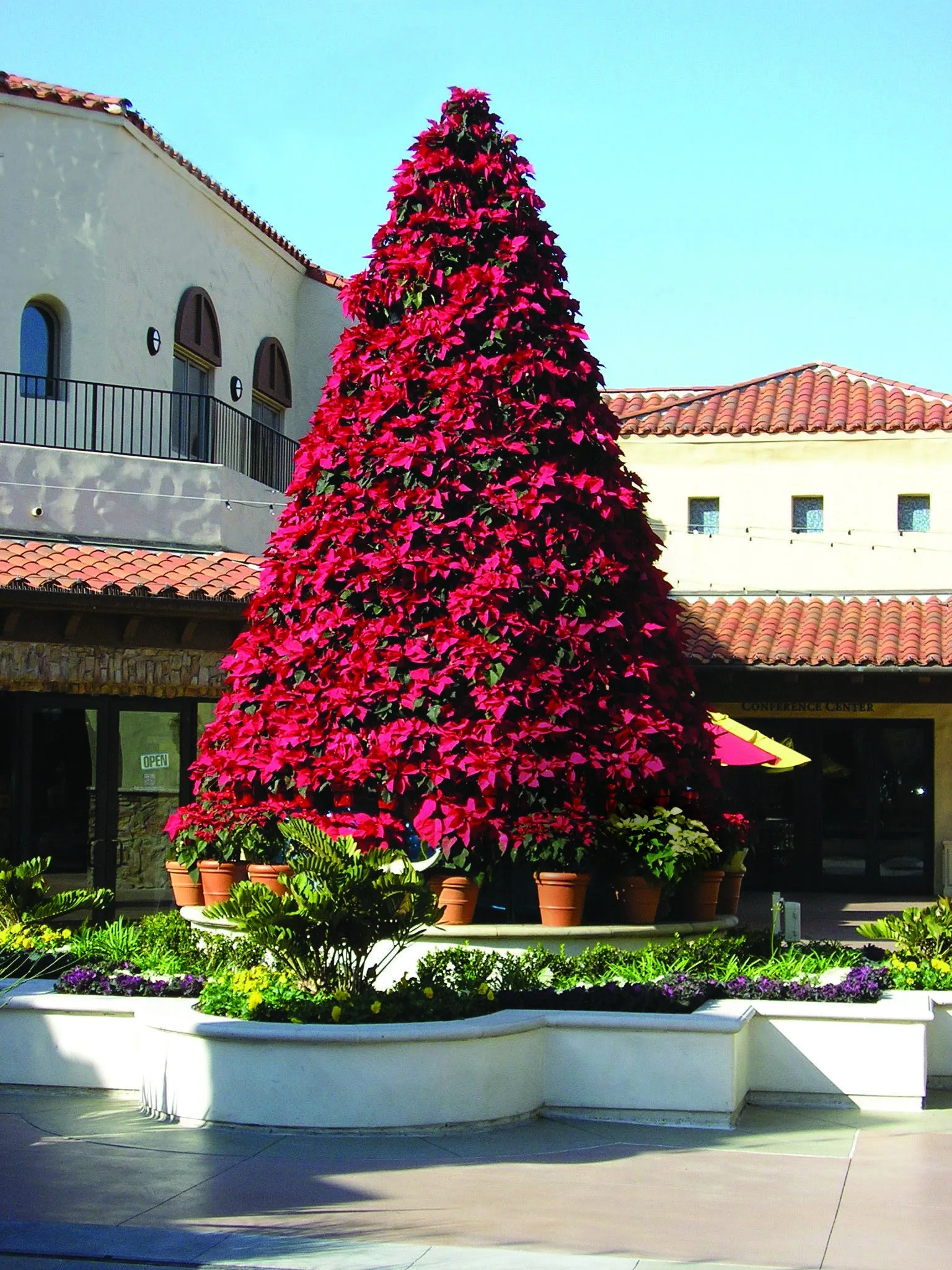 Manually Watered Poinsettia Tree